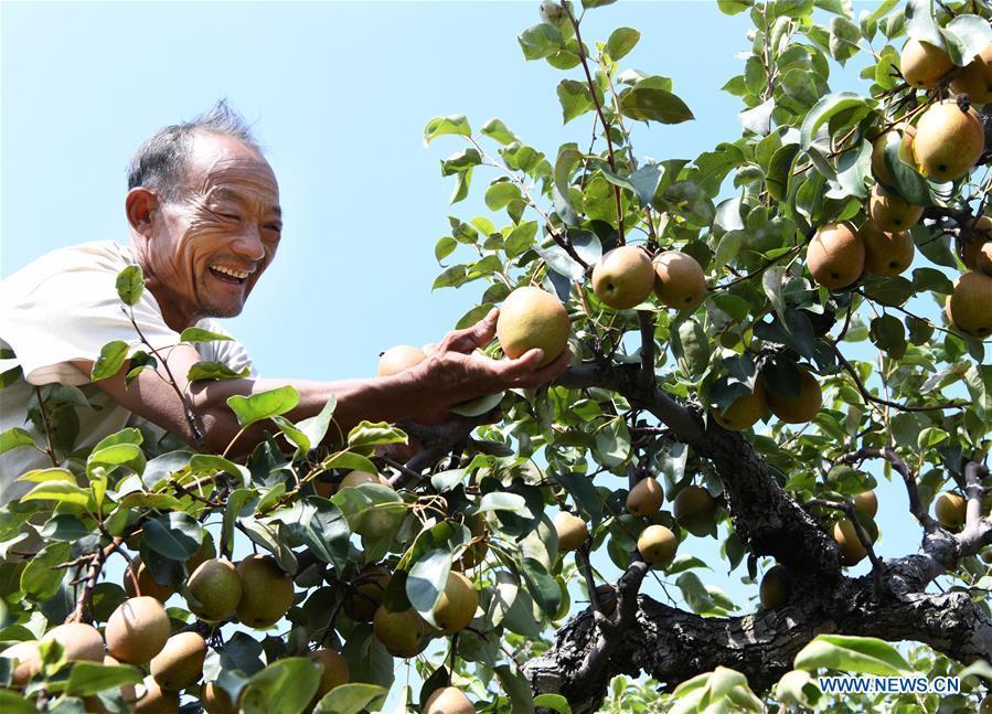 A farmer picks red pears in Qinwo Village, Shanting District in Zaozhuang City, east China\'s Shandong Province, Oct. 5, 2018. (Xinhua/Li Zongxian)