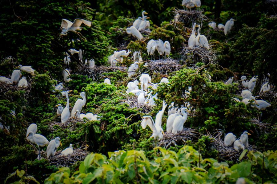 Egrets are seen in Xiangshan Forest Park in Nanchang city, Jiangxi Province, in May 2019. (Photo by Xu Nanping/for chinadaily.com.cn)